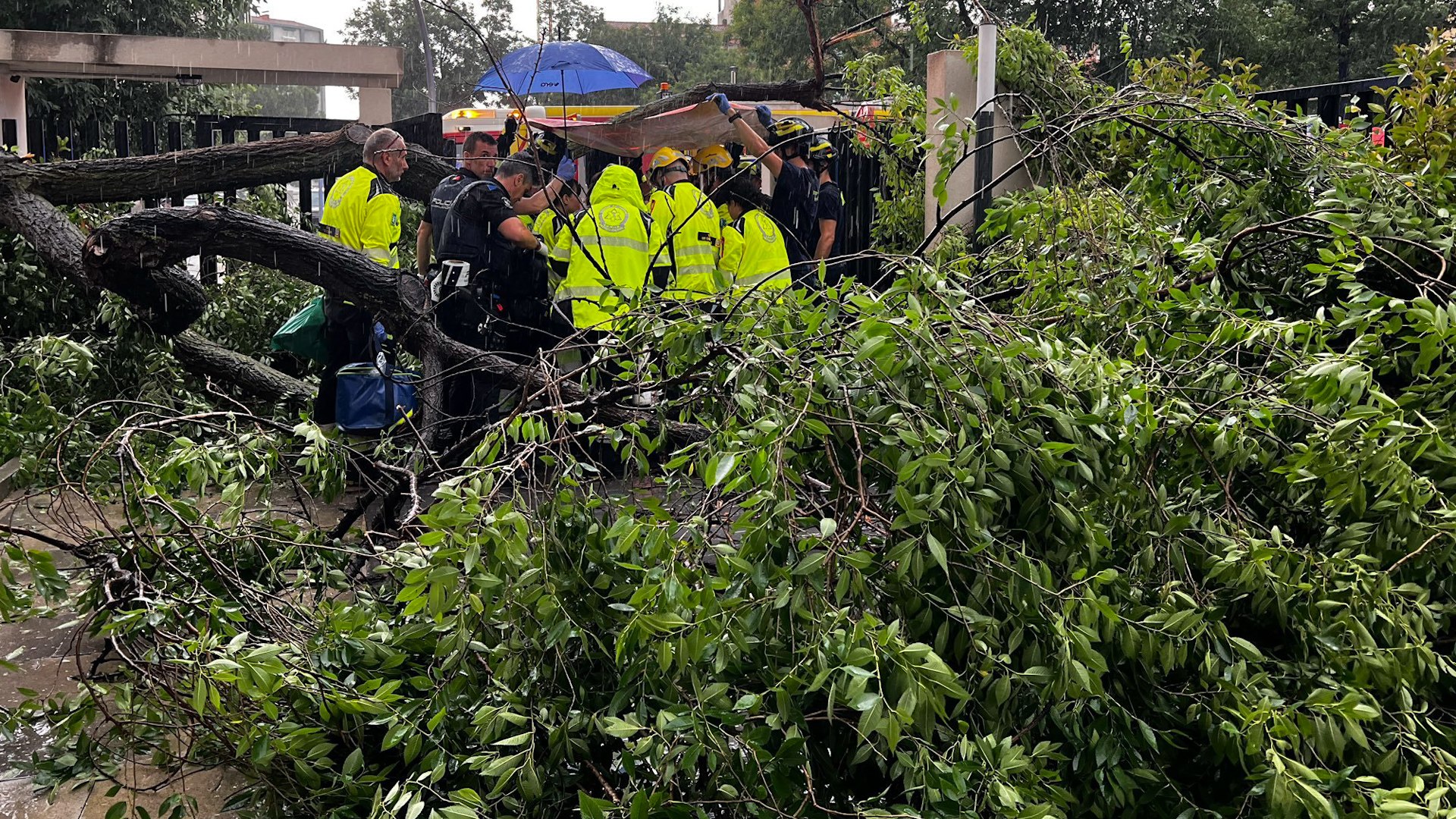 Una mujer de 49 aos ha resultado herida muy grave este martes en Madrid despus de que un rbol le cayera encima en la calle Santo ngel de la Guardia, en el distrito de Moncloa-Aravaca. El suceso ha tenido lugar sobre las 17:30 horas, a la altura del nmero 23, cuando la vctima sala del portal de una urbanizacin y el rbol, ubicado en la acera, se ha tronchado por la base y ha cado sobre la zona privada donde se encontraba la mujer.